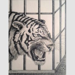 Pencil drawing of a roaring tiger near the cage